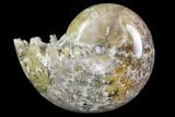 Polished, Agatized Ammonite (Phylloceras?) - Madagascar #149203-1